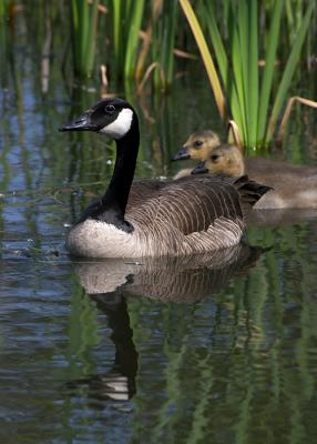 Geese.jpg