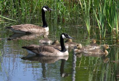 Goose Family.jpg