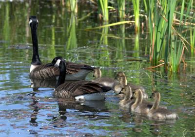 Goose Family 2.jpg