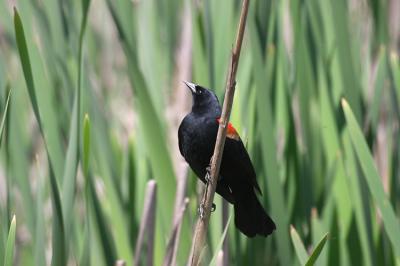 Blackbird in Spring.jpg