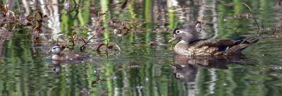 Wood Ducks.jpg