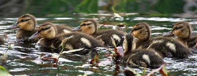 Baby Mallards.jpg