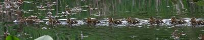 Mallard Line.jpg