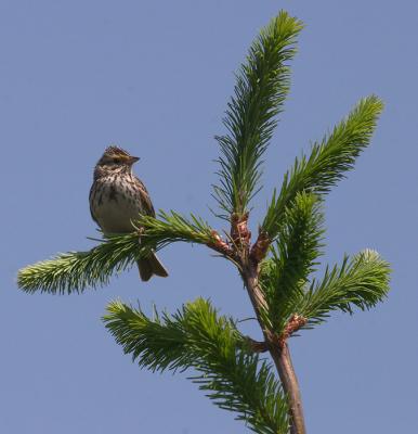 05-17-2004Savannah Sparrow