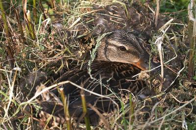 Mallard in her nest.jpg