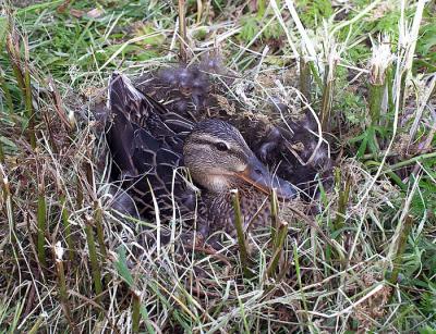mallard in nest 2.jpg
