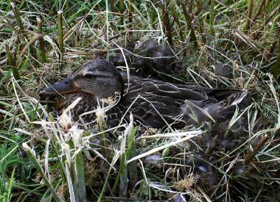 Mallard on nest 3.jpg
