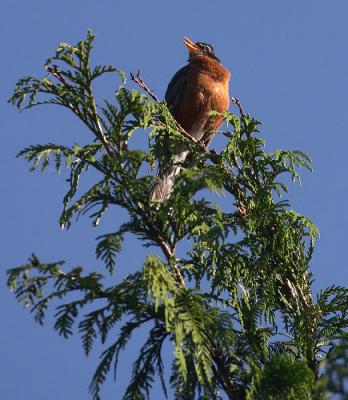 05-24-2004Singing Robin