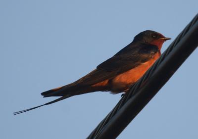 Barn Swallow.jpg