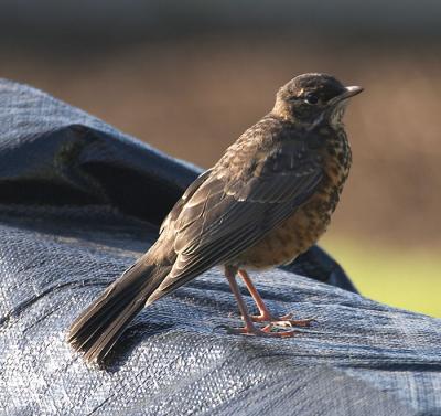 Baby Robin.jpg