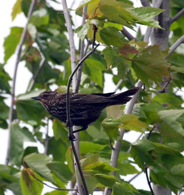 female redwing blackbird.jpg