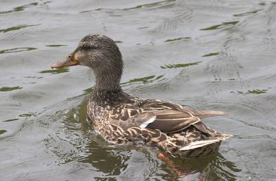 Young mallard.jpg