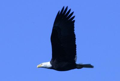Flying Eagle.jpg