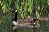 05-14-2004<br>Canadian Geese