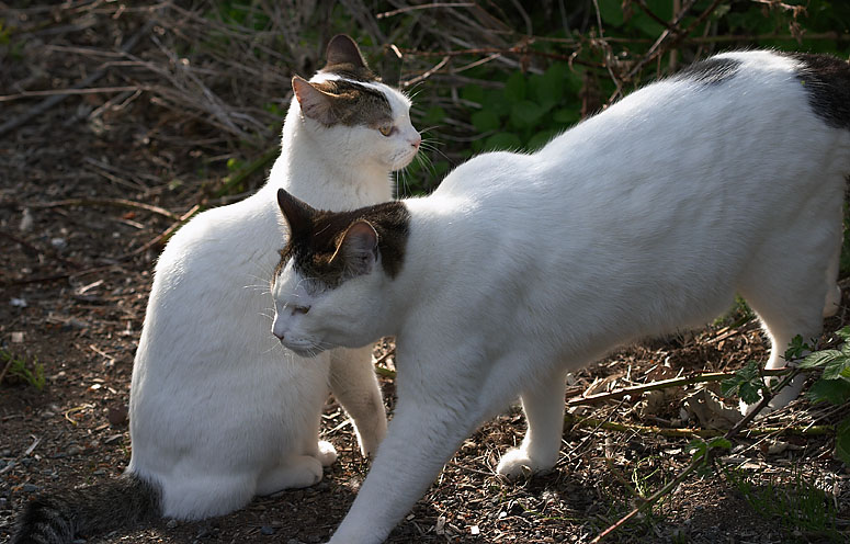 Kitties.jpg