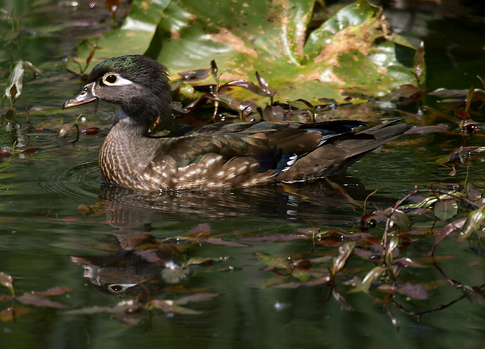 05-13-2004<br>Female Wood Duck