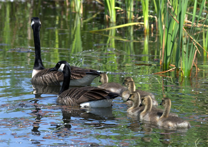 Goose Family 2.jpg