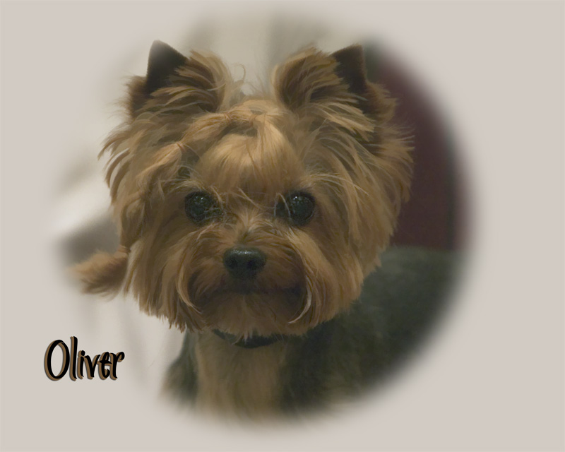 oliver_head02.jpg