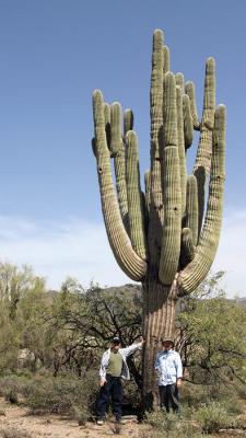 Big Saguaro 2