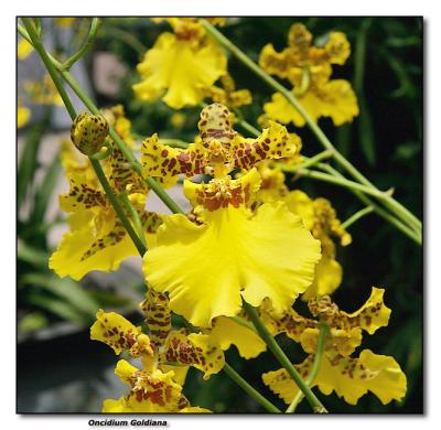 Orchid 26. Oncidium Goldiana