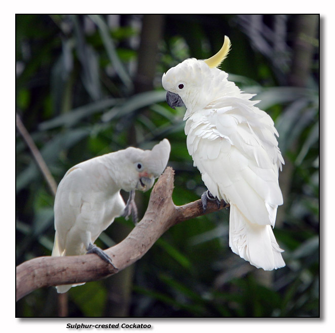 Sulphur-crested Cockatoo