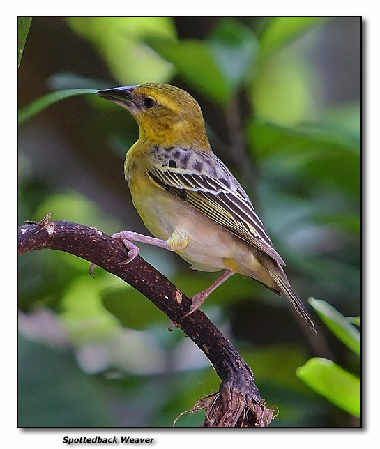 Spotted-back Weaver