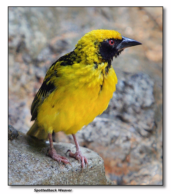 Spotted-back Weaver