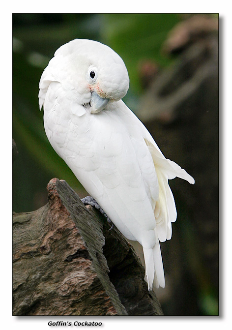 Goffins Cockatoo