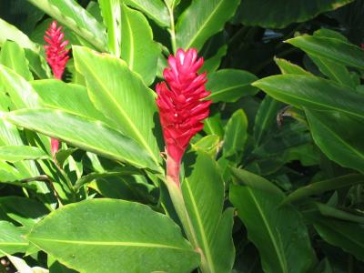 red flower