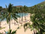 palm trees at Hanauma Bay