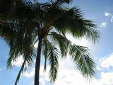 sun behind palm tree