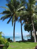 palm trees in Waikiki