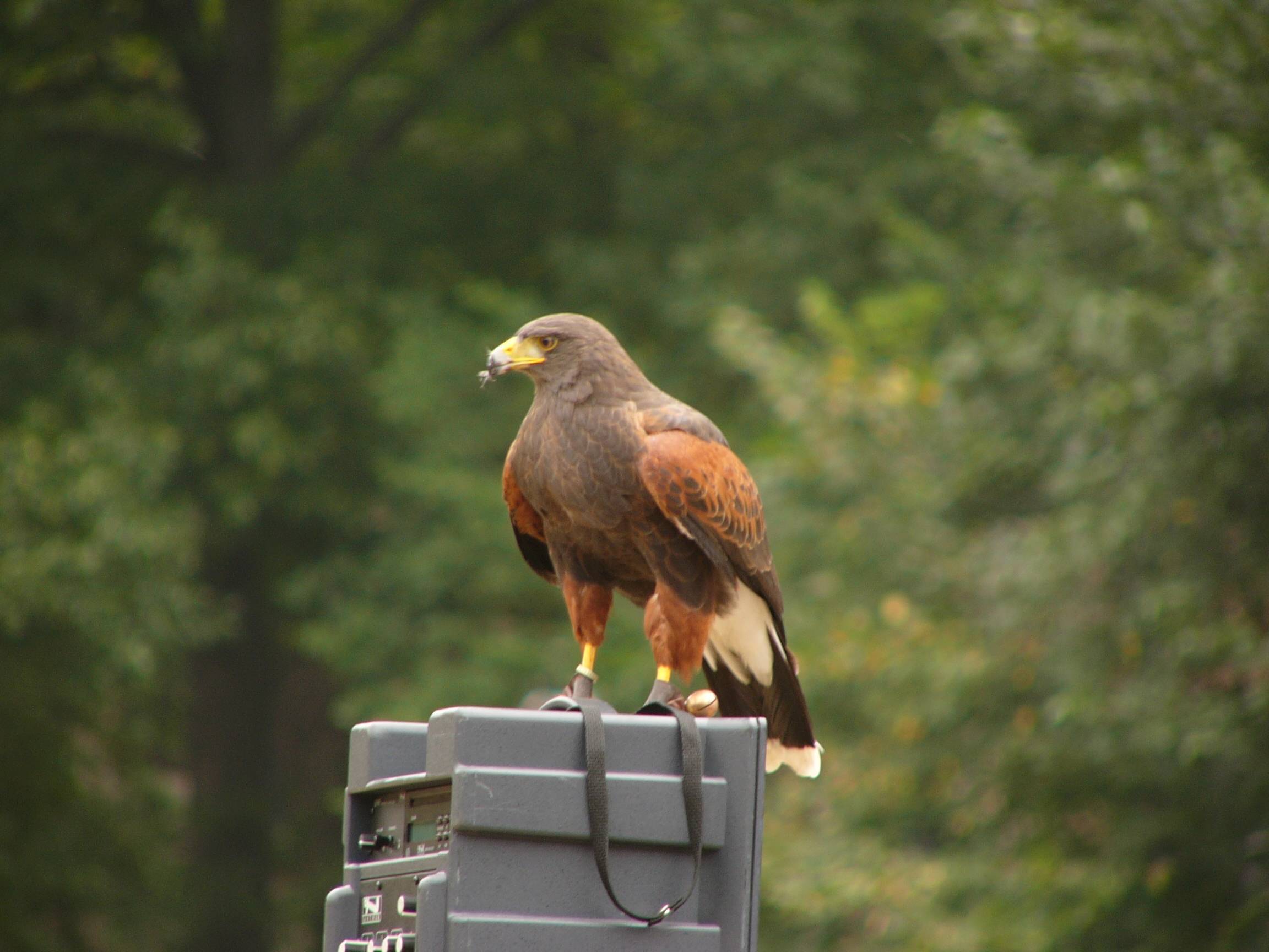 Harris hawk