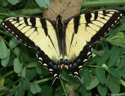 Swallowtail (?) Butterfly