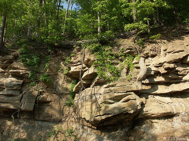 Along the Cheat Lake walking trail