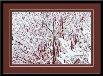 Red Twig