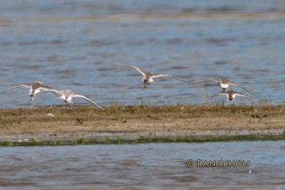 Bonapartes Strandloper - White-rumped Sandpiper