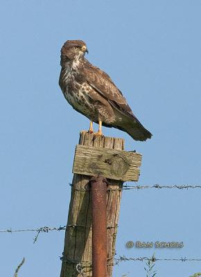 Buizerd 10688.jpg