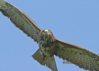 u45/ranschols/medium/29295768.Buizerd10696.jpg