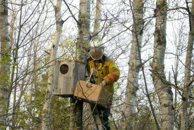 Protection for banding Barred Owl chicks