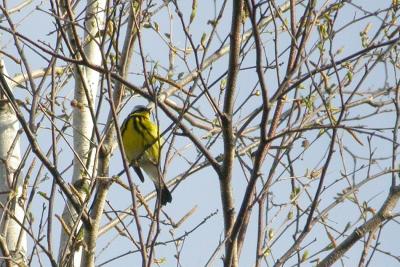 Magnolia Warbler, Kentville May 04