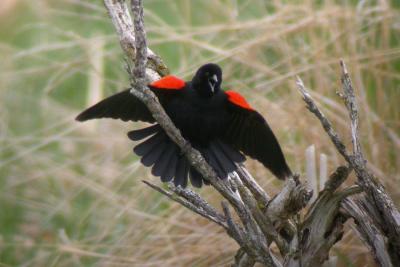 Displaying Red-wing, Canning May 04