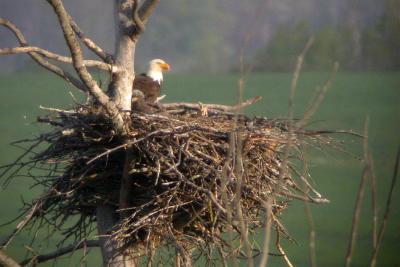Bald Eagle's nest, Jawbone Corner, May 04