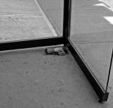 [May 17th] Urban pigeon