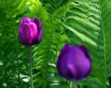 [May 21st] Tulips
