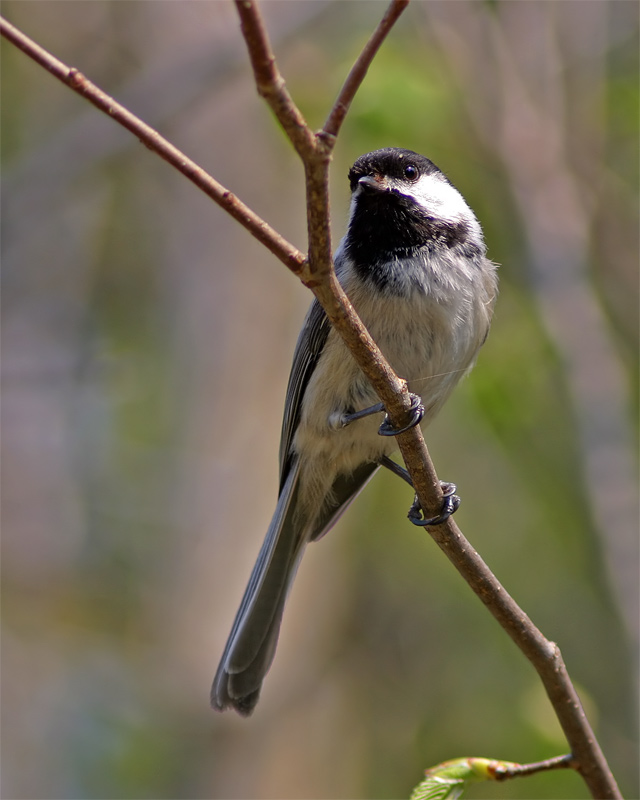 [May 13th] Curious Chickadee