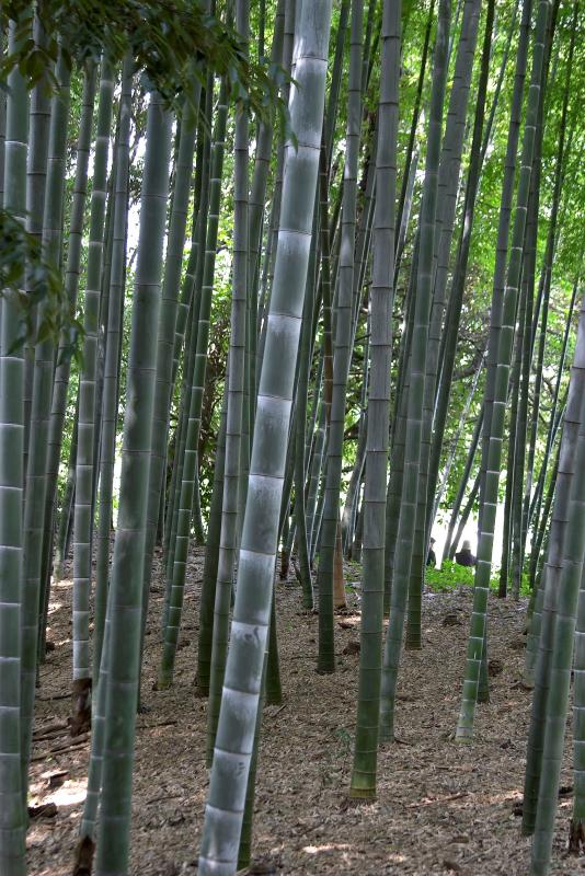 Kurakuen Garden, Okayama