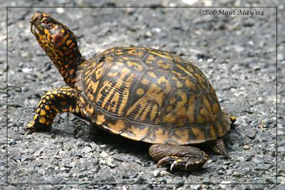 Eastern Box Turtle-Male