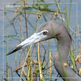 Little Blue Heron