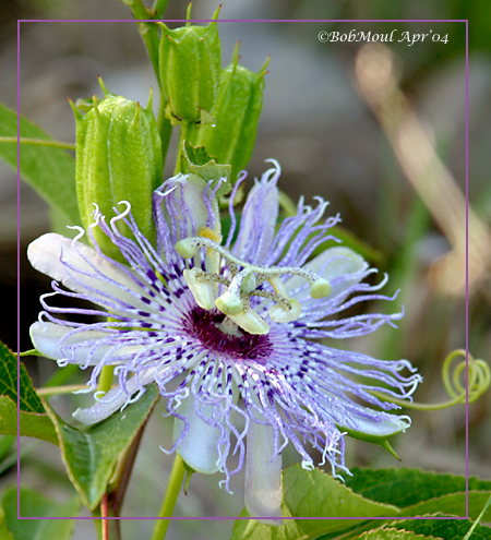 Passion Flower